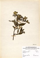 藏品(狹瓣八仙花)的圖片